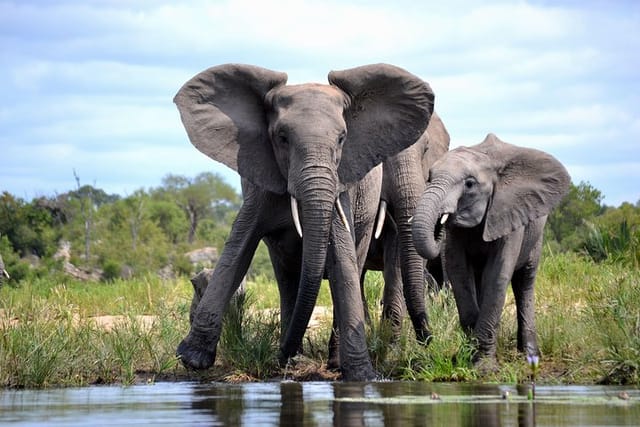 4 Night Kruger safari and Blyde Canyon  - Photo 1 of 6